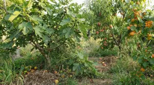 Alberi da frutto con fichi, pesche e albicocche maturi in un giardino