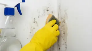 Mano con guanto giallo pulisce macchie di umidità e muffa su una parete bianca con una spugna