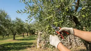 Mani con guanti potano un ramo di ulivo carico di olive verdi in un uliveto