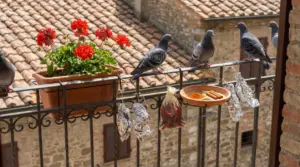 Piccioni appollaiati sulla ringhiera del balcone vicino a gerani e rimedi naturali come spezie e fogli di alluminio