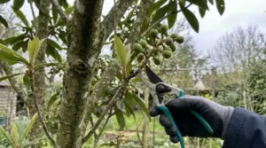 Mano con guanto che pota un ramo di nespolo con frutti acerbi