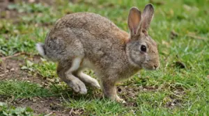 Coniglio marrone mentre batte le zampe posteriori su un prato