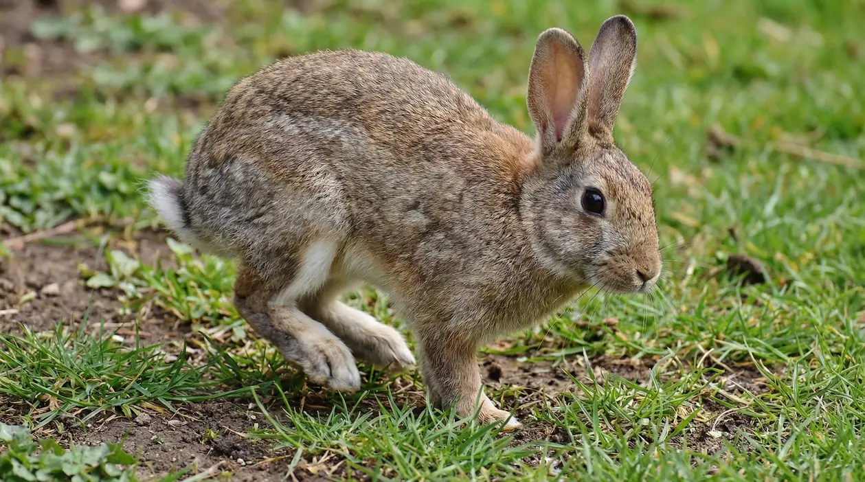 Coniglio marrone mentre batte le zampe posteriori su un prato