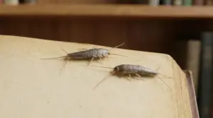 Due insetti argentati (pesciolini d’argento) su una pagina di libro in casa