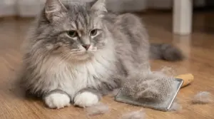 Gatto a pelo lungo accanto a una spazzola piena di peli su un pavimento di legno