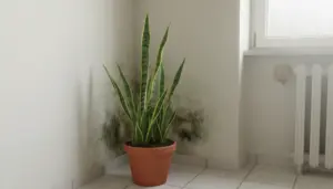 Pianta di sansevieria in vaso in un angolo con macchie di muffa sulla parete in una stanza umida