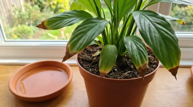 Pianta in vaso sul davanzale con foglie verdi e punte marroni, segno di stress o irrigazione scorretta