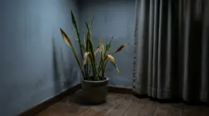 Sansevieria in vaso in un angolo buio della stanza, con foglie ingiallite e secche vicino a una tenda
