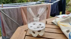 Trappola per cimici fatta con una bottiglia di plastica su un tavolo vicino a uno stendibiancheria.