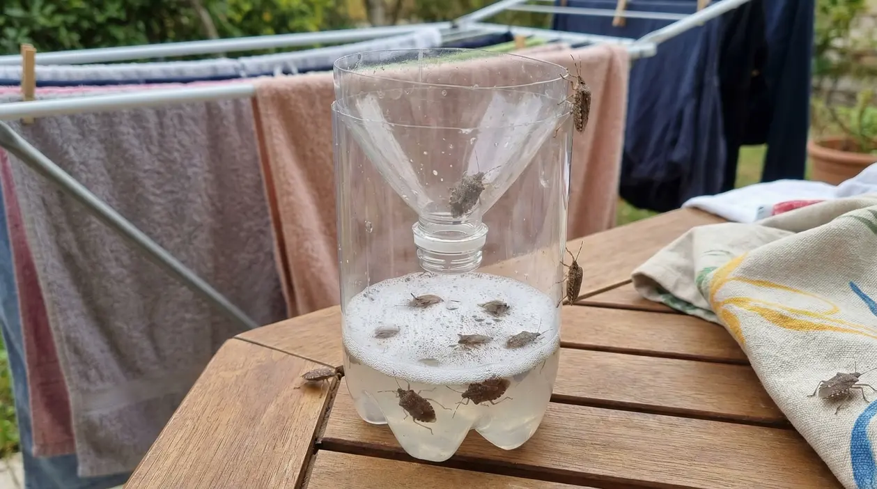 Trappola per cimici fatta con una bottiglia di plastica su un tavolo vicino a uno stendibiancheria.