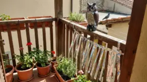 Balcone con piante in vaso, gufo finto e nastri riflettenti per allontanare i piccioni